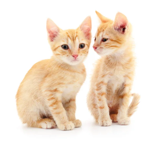 Due piccoli gattini — Foto Stock
