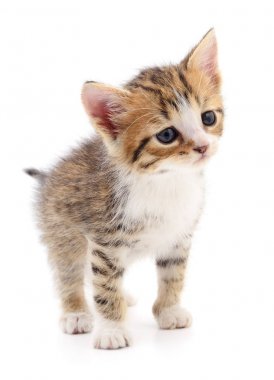 Beyaz zemin üzerinde kedi yavrusu.
