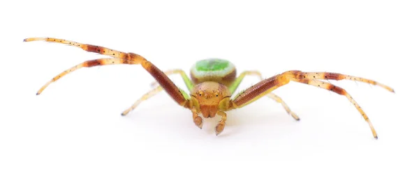 Zielony pająk na białym. — Zdjęcie stockowe