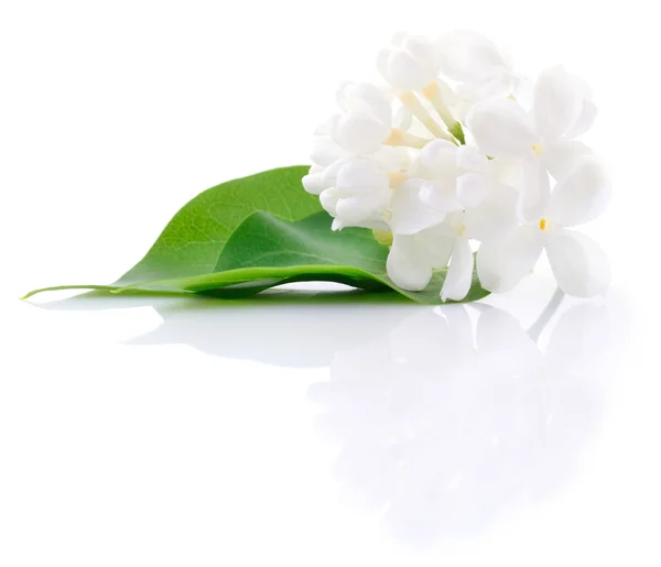 Šeřík bílý květ. — Stock fotografie
