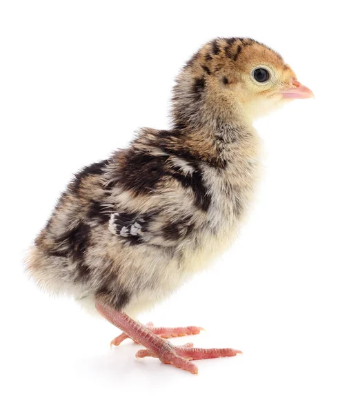 Peru de galinha isolado — Fotografia de Stock
