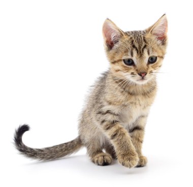 Beyaz zemin üzerinde kedi yavrusu.