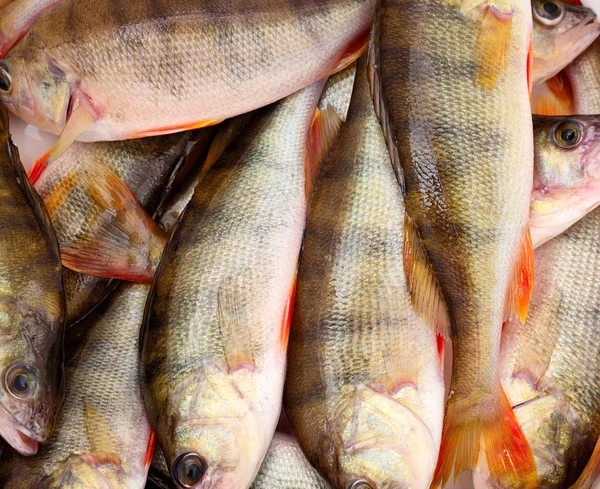 Beyaz üstüne tünemiş.