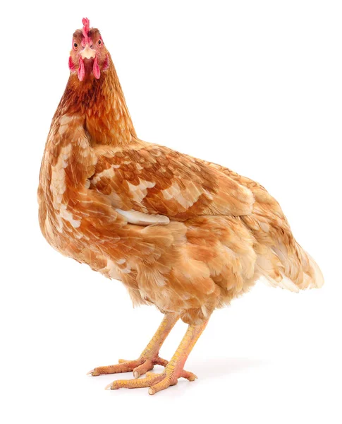 Gallina bruna isolata . — Foto Stock