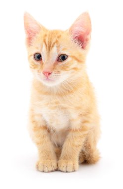 Beyaz zemin üzerinde kedi yavrusu.