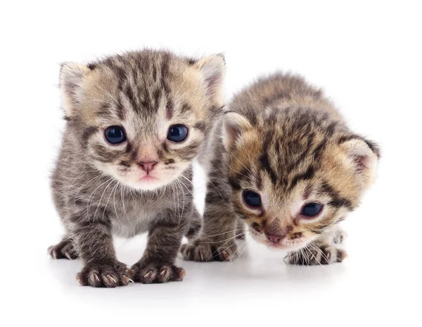 Dois gatinhos pequenos — Fotografia de Stock