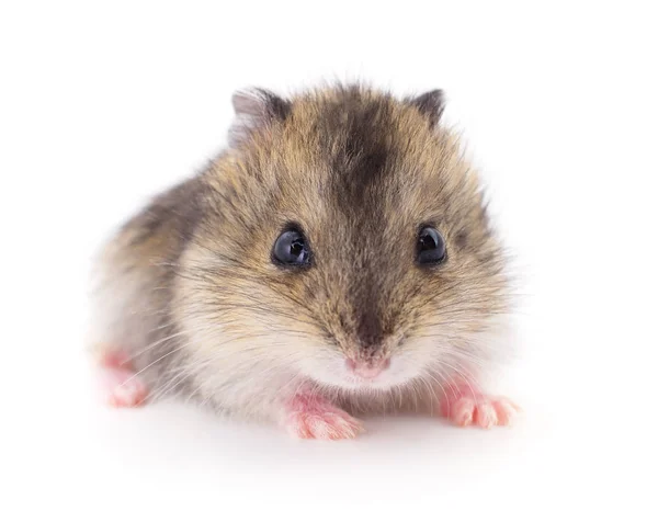 Petit hamster domestique . — Photo