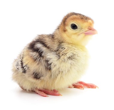 İzole tavuk Türkiye