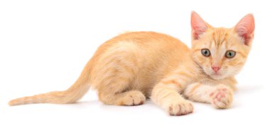 Beyaz zemin üzerinde kedi yavrusu.