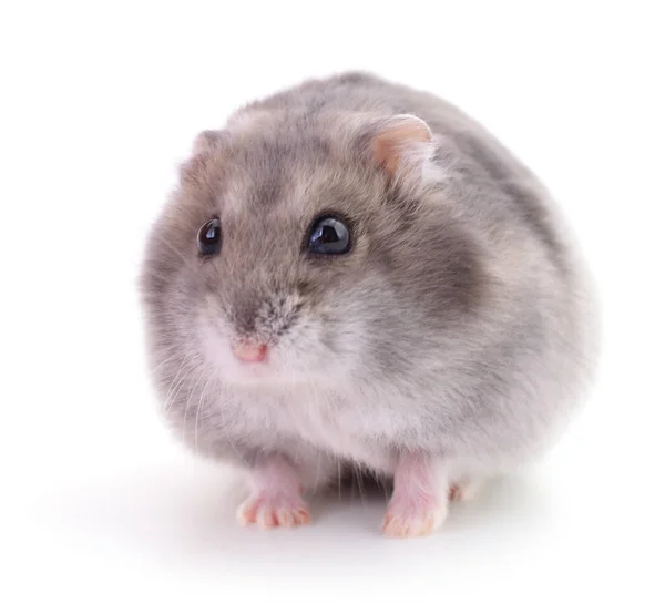 Small domestic hamster. — Stock Photo, Image