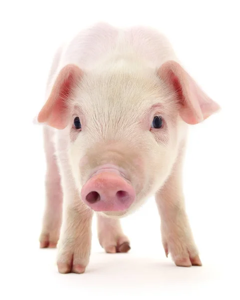 Pig on white — Stock Photo, Image