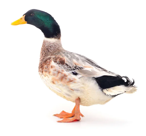 ⬇ Скачать Картинки Утка Животное, Стоковые Фото Утка Животное В.