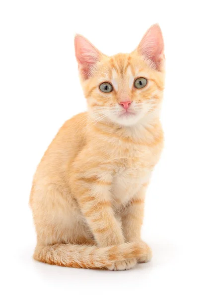 Gatinho no fundo branco. — Fotografia de Stock