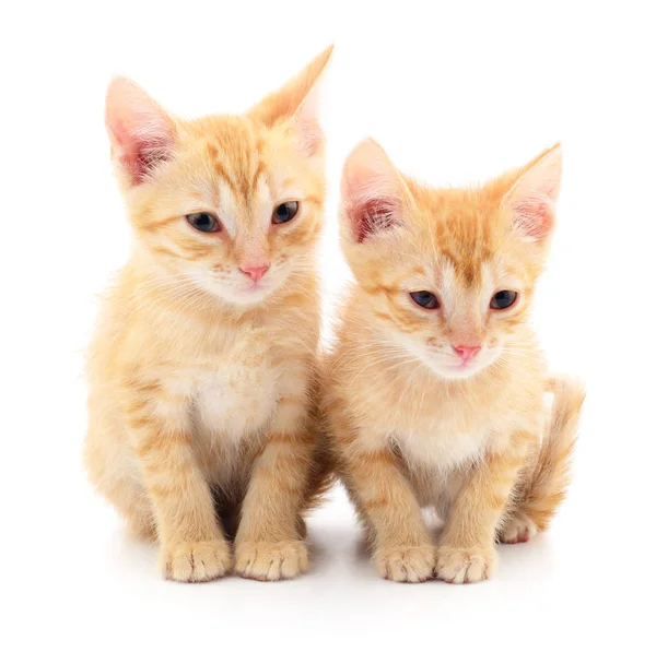 Due piccoli gattini — Foto Stock