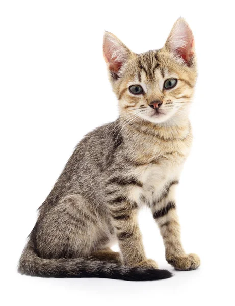 Kitten on white background. — Stock Photo, Image