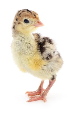 İzole tavuk Türkiye