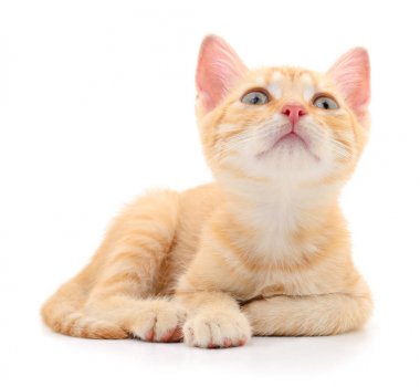 Beyaz zemin üzerinde kedi yavrusu.