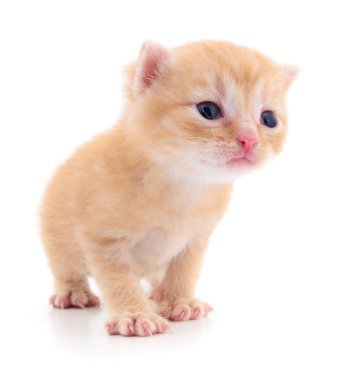 Beyaz zemin üzerinde kedi yavrusu.