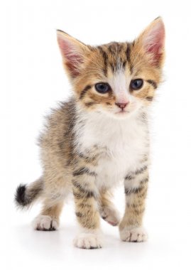 Beyaz zemin üzerinde kedi yavrusu.