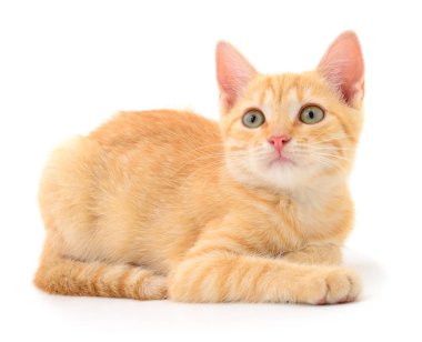 Beyaz zemin üzerinde kedi yavrusu.