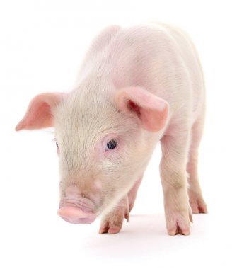 Beyaz üzerinde domuz