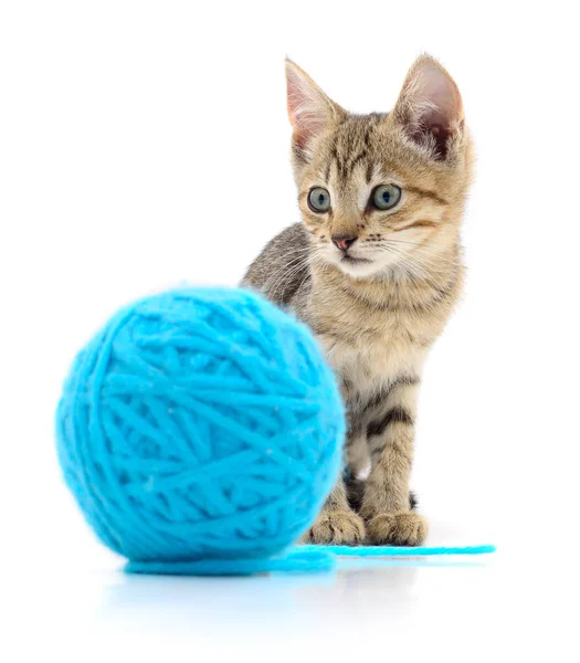 Gato con bola de hilo — Foto de Stock