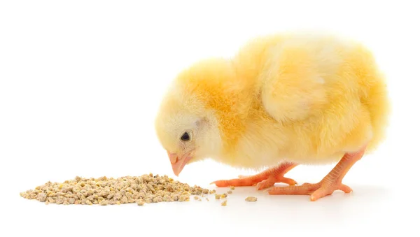 Pollo del bambino che mangia — Foto Stock