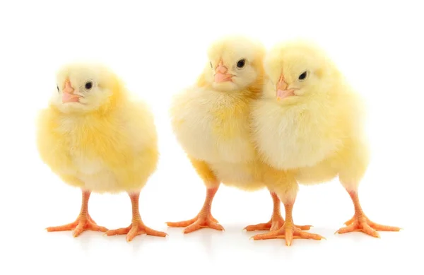 Tre söta kycklingar. — Stockfoto