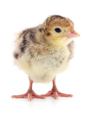 İzole tavuk Türkiye