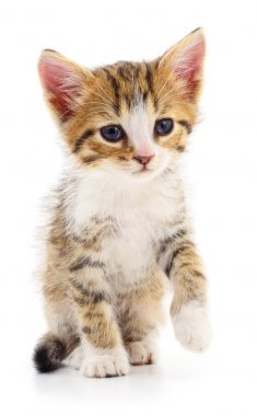 Beyaz zemin üzerinde kedi yavrusu.