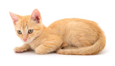 Beyaz zemin üzerinde kedi yavrusu.