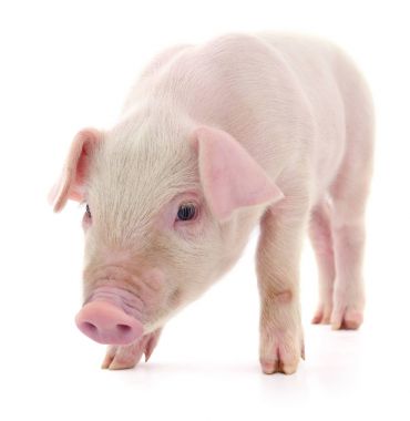 Beyaz üzerinde domuz