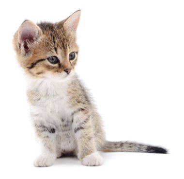 Beyaz zemin üzerinde kedi yavrusu.