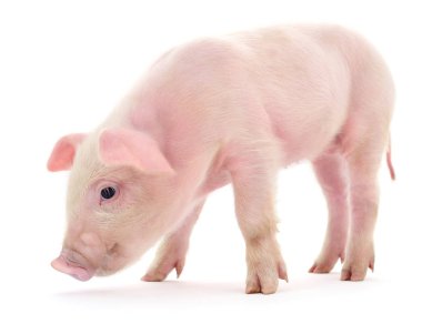 Beyaz üzerinde domuz