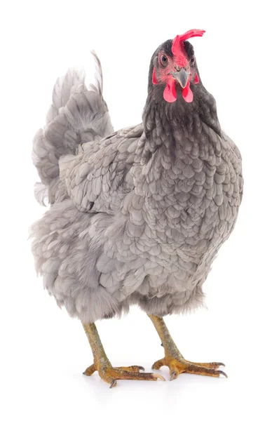 Gallina gris aislada . — Foto de Stock