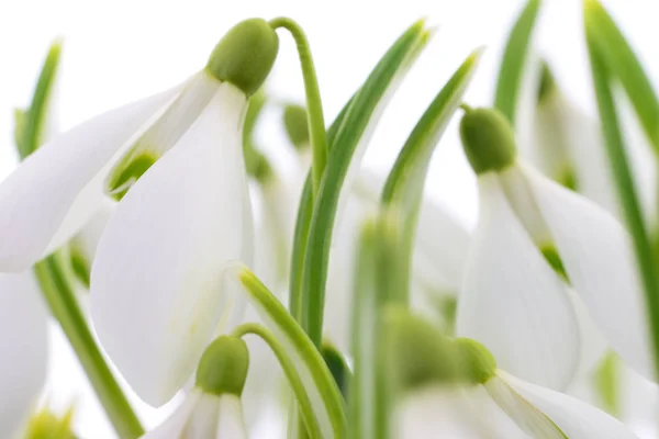 흰색 바탕에 snowdrops (Galanthus nivalis) — 스톡 사진