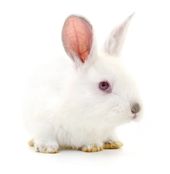 Weißes Kaninchen. — Stockfoto