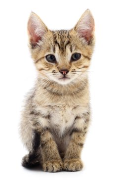 Beyaz zemin üzerinde kedi yavrusu.