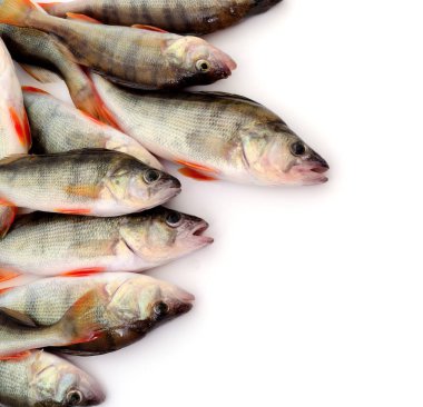 Beyaz üstüne tünemiş.