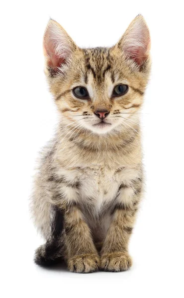 Gatinho no fundo branco. — Fotografia de Stock