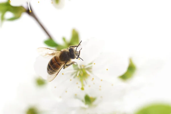 Včely medonosné a bílé květiny — Stock fotografie