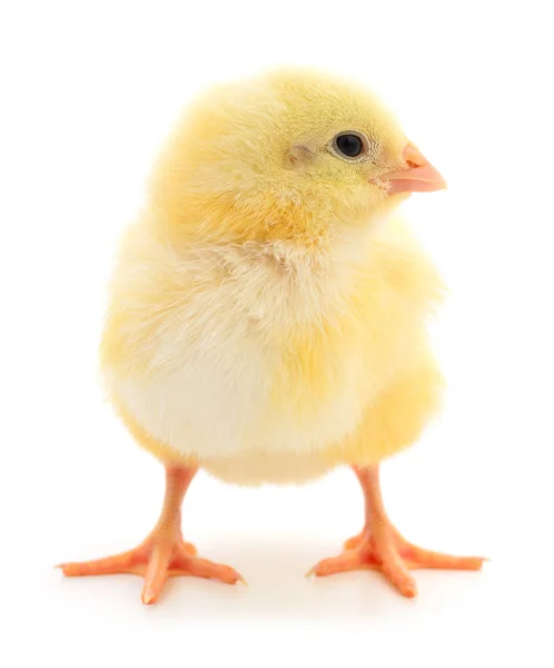 Small yellow chicken — Stock Photo, Image