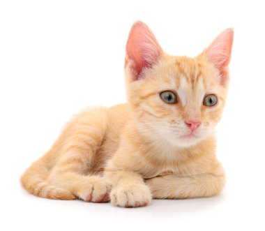 Beyaz zemin üzerinde kedi yavrusu.