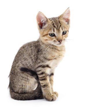 Beyaz zemin üzerinde kedi yavrusu.