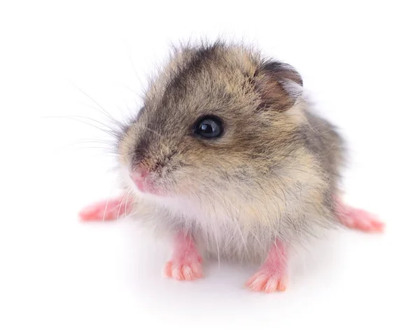 Small domestic hamster. — Stock Photo, Image