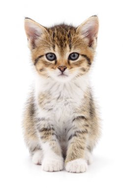 Beyaz zemin üzerinde kedi yavrusu.