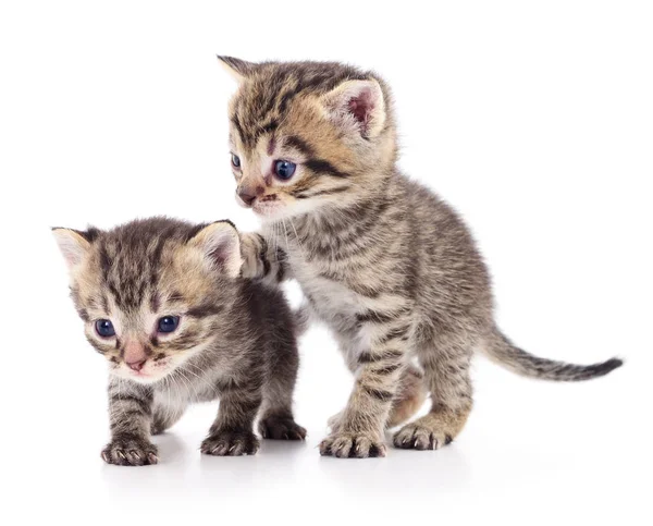 Two small kittens — Stock Photo, Image