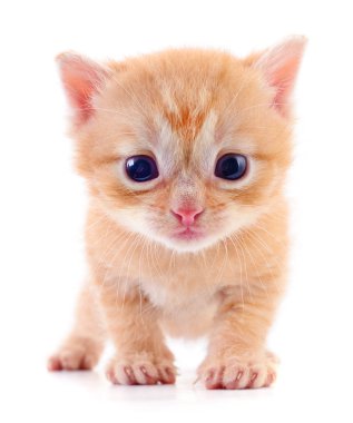 Küçük kahverengi yavru kedi.