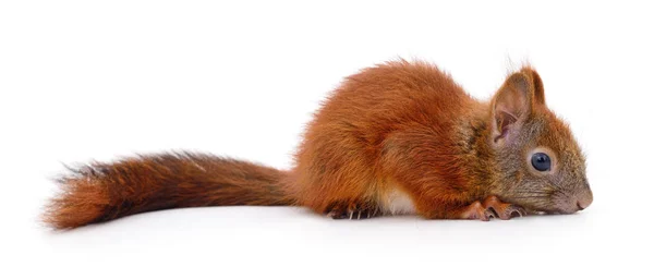 Écureuil roux d'Eurasie . — Photo