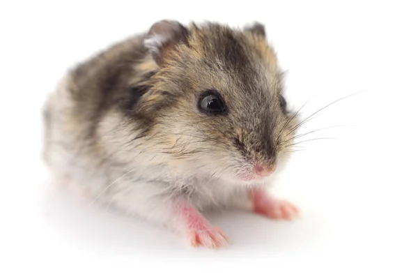 Küçük yerli hamster.